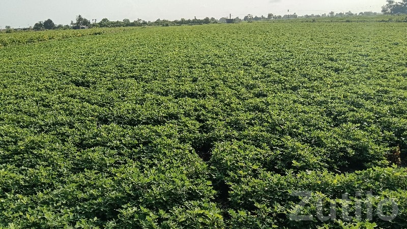 20 Vigha Fertile Agriculture Land Nearby Village - Land & Plots - Bhanvad - Image 2