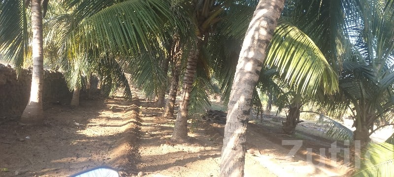 Coconut Farm Land in Gir Somnath Talala Coconut Farm Land in Gir Somnath Talala
