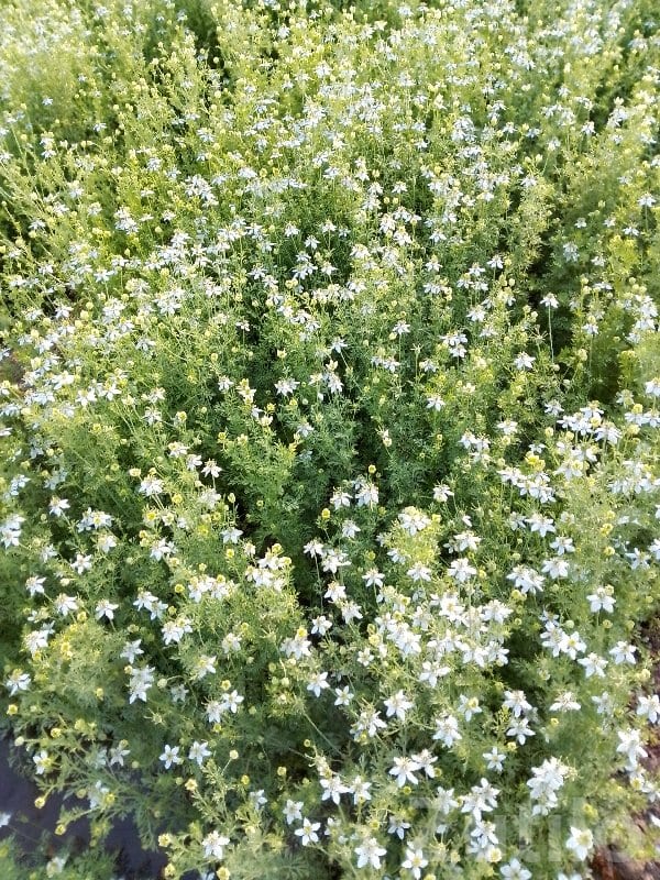 17.50 Vigha Fertile Agricultural Land