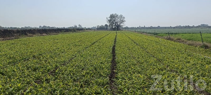 Farmhouse Plot with Cultivated Land - Land & Plots - Ranavav - Image 2