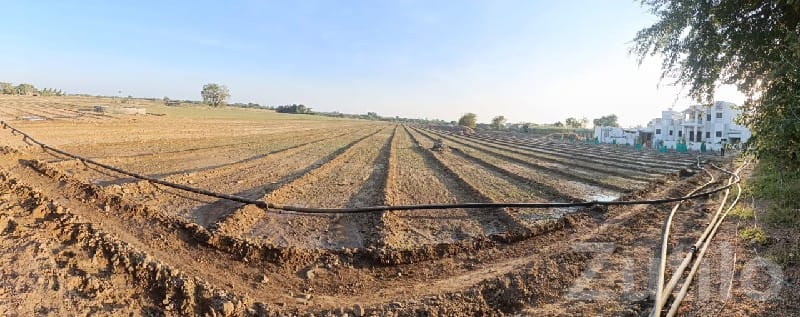 Farmhouse Plot with Cultivated Land - Land & Plots - Ranavav - Image 3