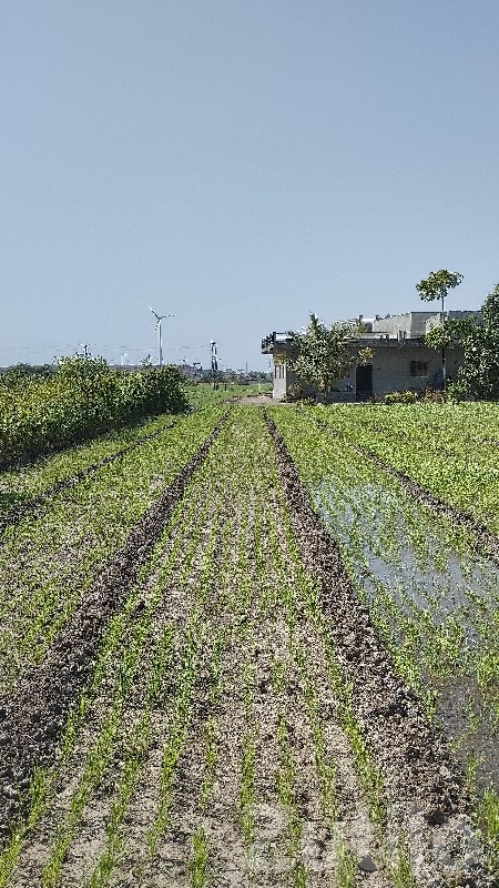 Residential Plot for Sale in Narmana - Land & Plots - Jamjodhpur - Image 2