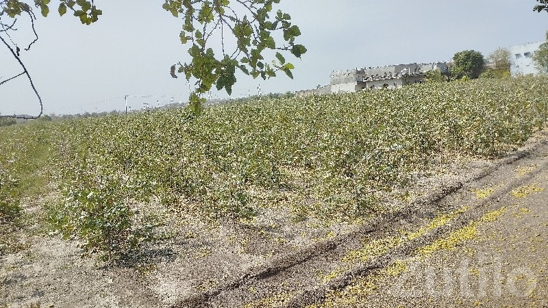 Residential Plot for Sale in Narmana - Land & Plots - Jamjodhpur - Image 3
