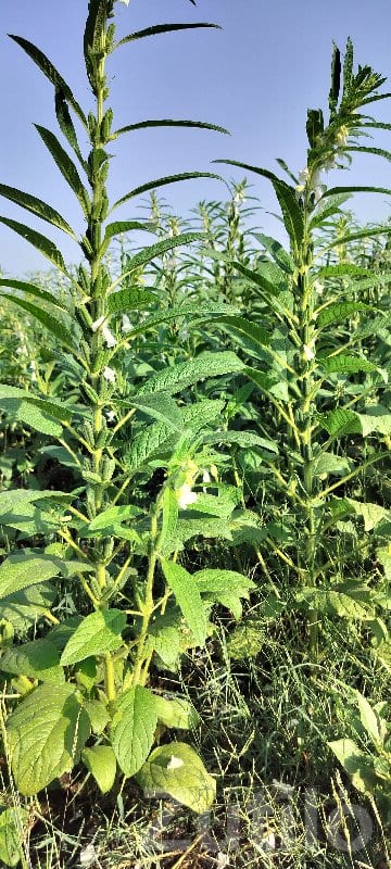 Fertile Agricultural Land in Kotda Sangani