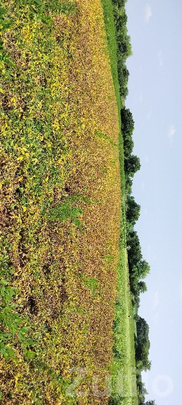 Fertile Agricultural Land in Kotda Sangani - Land & Plots - Kotda Sangani - Image 2
