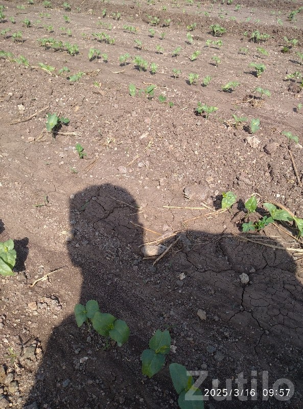 Jamjodhpur Fertile Agricultural Land Plot