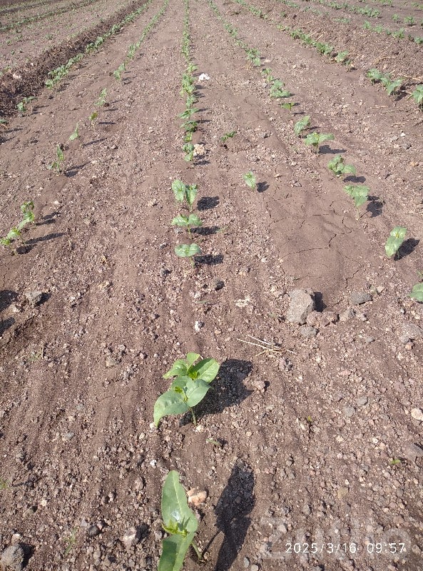 Jamjodhpur Fertile Agricultural Land Plot - Land & Plots - Jamjodhpur - Image 2