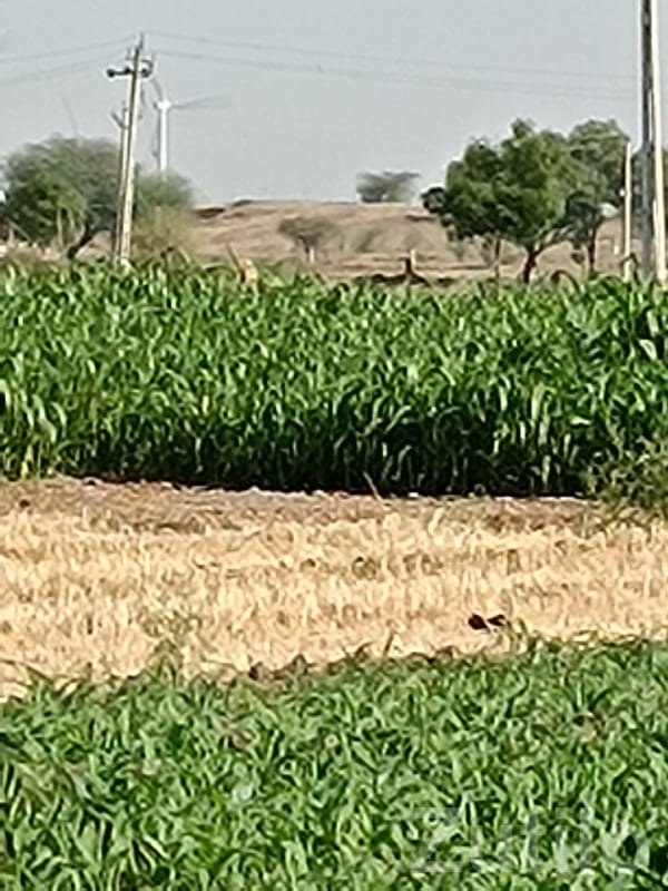 Fertile Green Farmland with Windmills View - જમીન અને પ્લોટ - બાબરા - Image 2