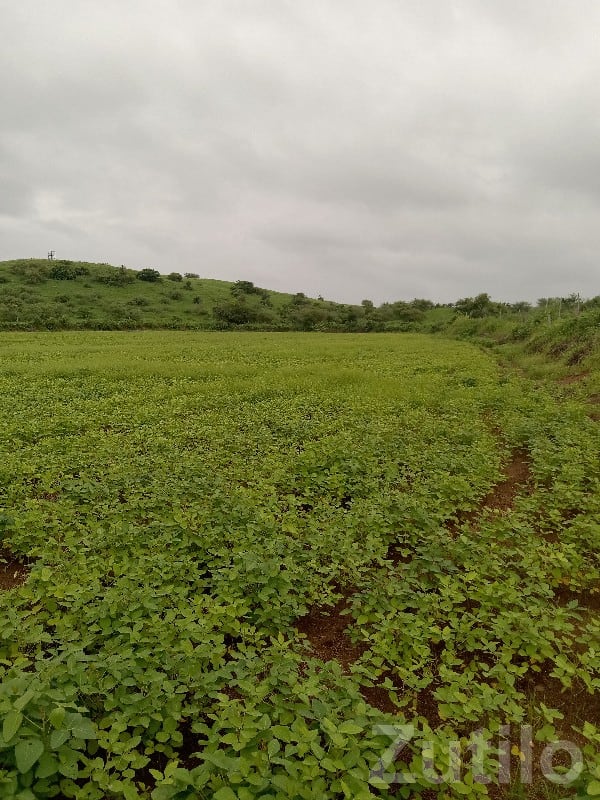 9 Bigha Green Farmland Plot for Sale