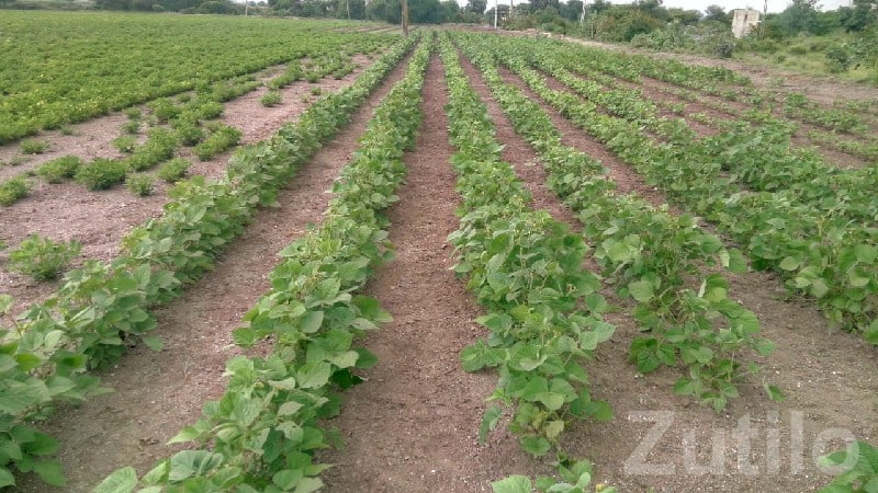 Rajkot Fertile Agricultural Land for Sale
