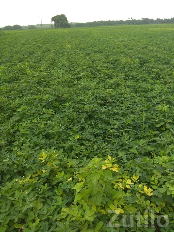 Fertile Irrigated Farmland for Sale Fertile Irrigated Farmland for Sale