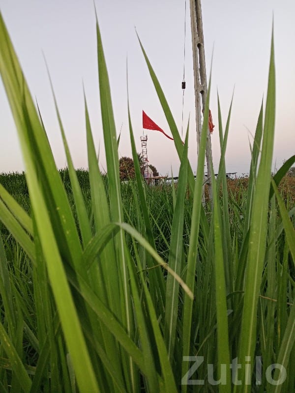 Fertile 12 Vigha Agricultural Land Upleta