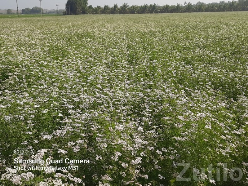 Fertile Irrigated Farmland for Sale - Land & Plots - Talala - Image 2