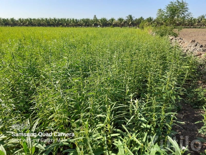 Fertile Irrigated Farmland for Sale - Land & Plots - Talala - Image 3