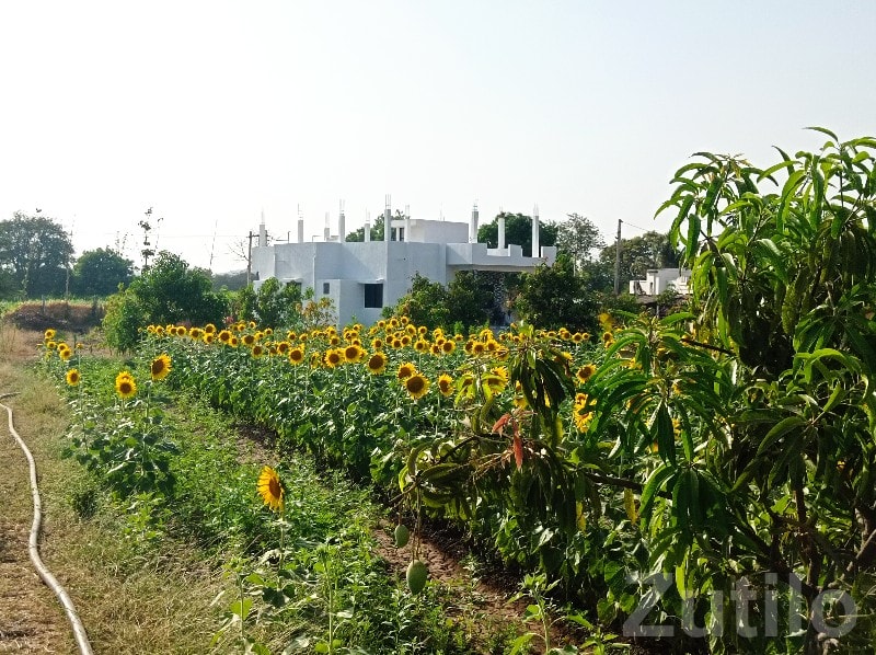 Songadh Farm Land with Modern House - Land & Plots - Songadh - Image 2