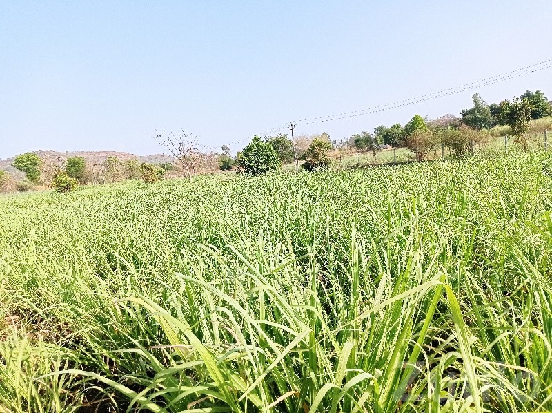 Songadh Farm Land with Modern House - Land & Plots - Songadh - Image 3