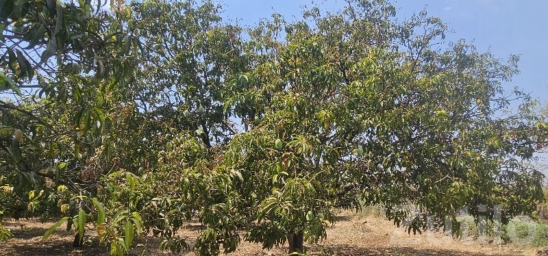 Talala Mango Orchard Farmland Plot - Land & Plots - Talala - Image 2