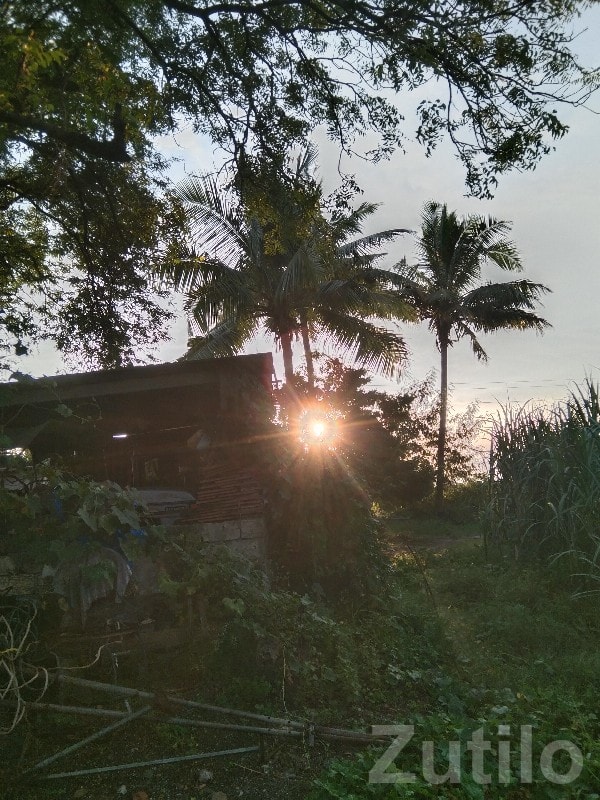 45 Bigha Irrigated Farm Land for Sale - જમીન અને પ્લોટ - માણાવદર - Image 2