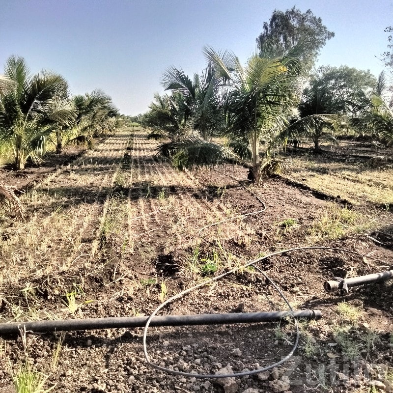 Coconut Orchard Land for Sale, Talala - Land & Plots - Talala - Image 2