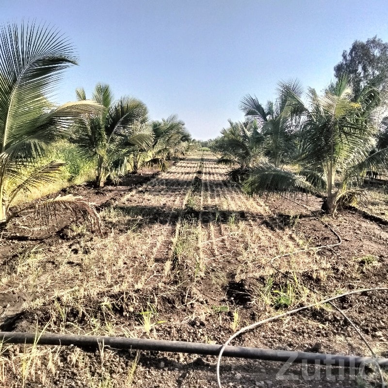 Coconut Orchard Land for Sale, Talala - Land & Plots - Talala - Image 3