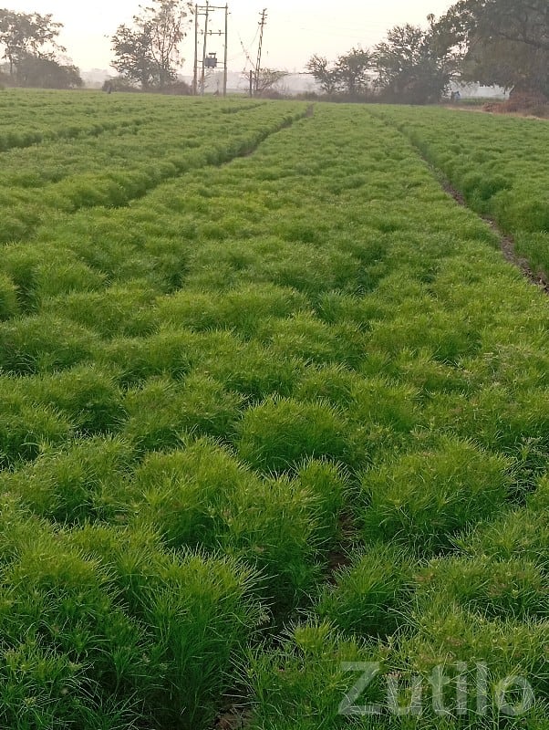 Fertile Green Agricultural Land Plot