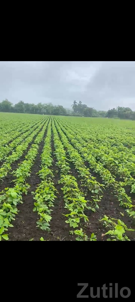 Talala Agricultural Land for Sale - Land & Plots - Talala - Image 2