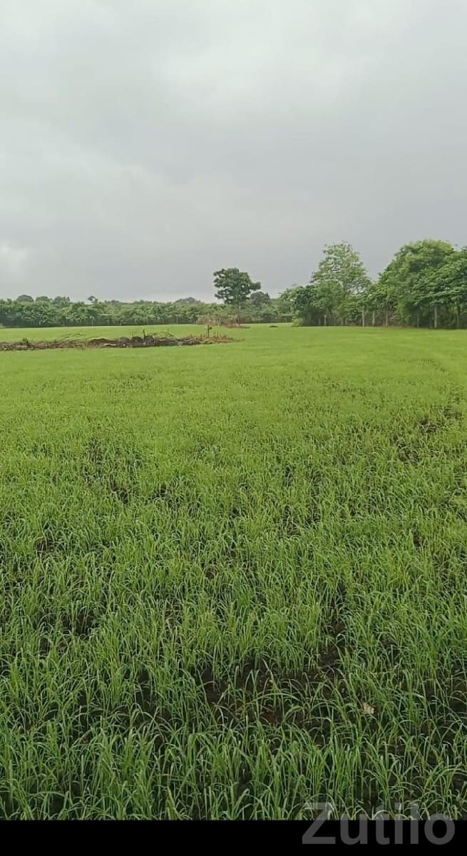 Talala Agricultural Land for Sale - Land & Plots - Talala - Image 3
