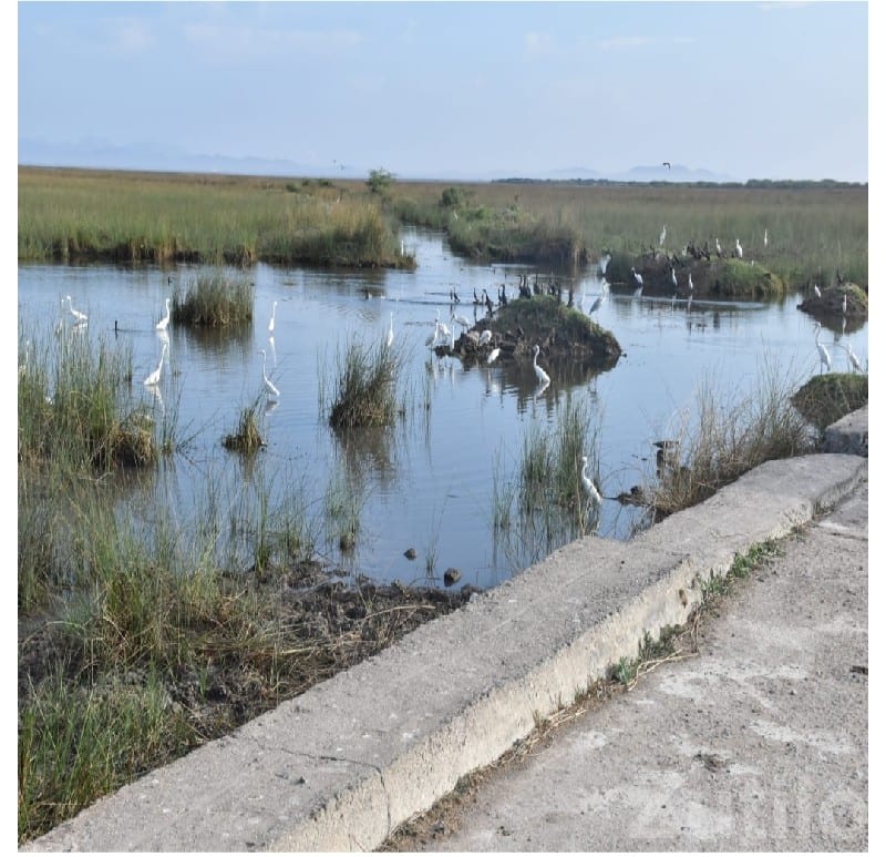 Mokar Sagar Side Plot in Chhaya - જમીન અને પ્લોટ - છાયા - Image 2