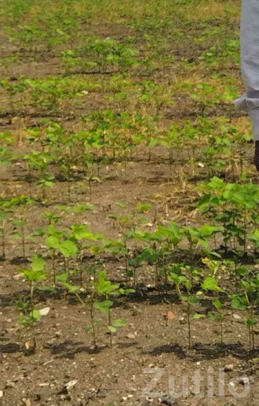 Fertile Agricultural Land Plot for Sale