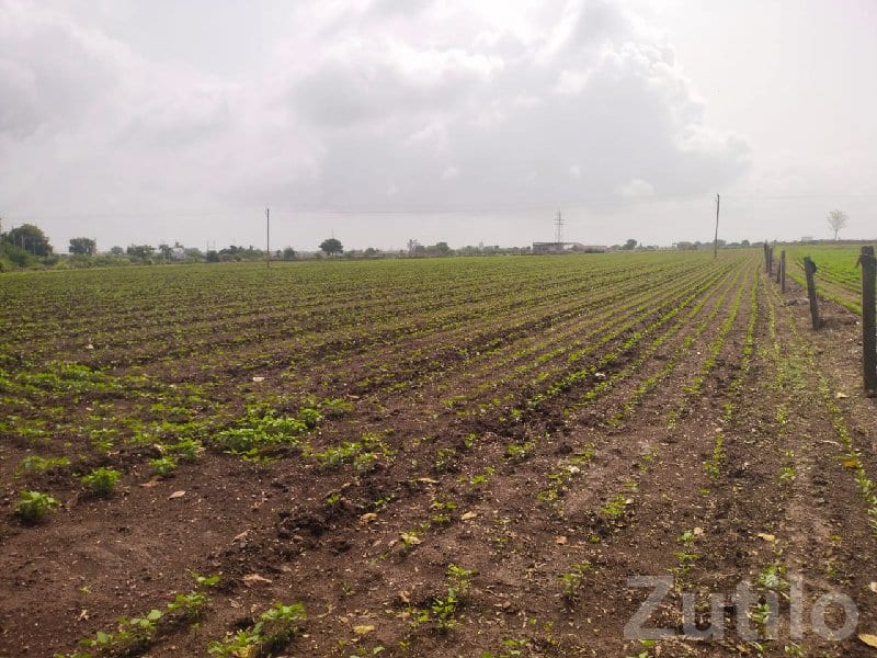 Highway Touch 8 Vigha Farmland Plot - Land & Plots - Virpur - Image 2