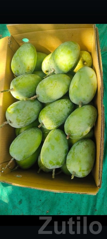 Talala Farm Kesar Mango Orchard Plot Talala Farm Kesar Mango Orchard Plot