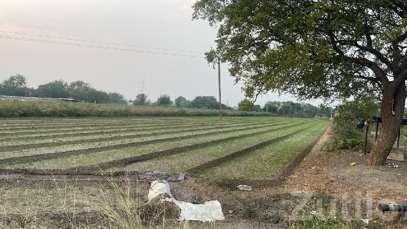 Fertile Agricultural Land in Rajkot