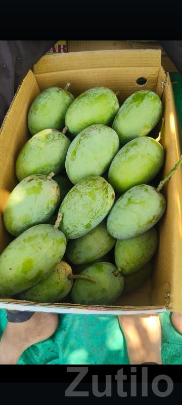 Talala Farm Kesar Mango Orchard Plot - Land & Plots - Talala - Image 2