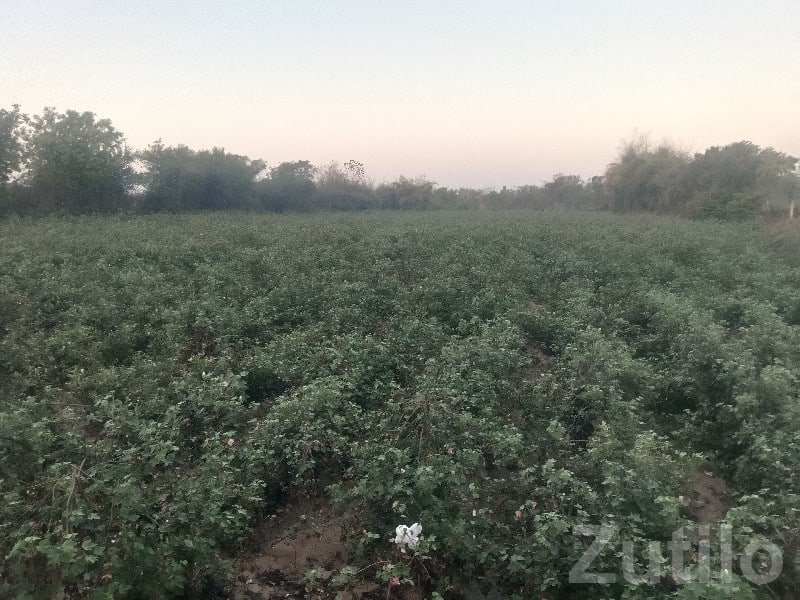 Savli Road-Touch Fertile Farmland Plot - Land & Plots - Savli - Image 2