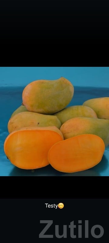 Talala Farm Kesar Mango Orchard Plot - Land & Plots - Talala - Image 3