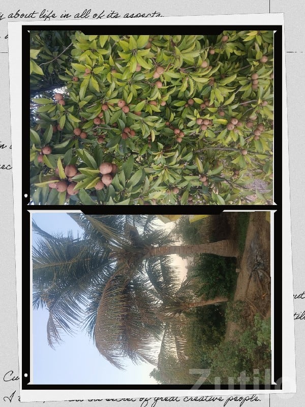 Savli Road-Touch Fertile Farmland Plot - Land & Plots - Savli - Image 3