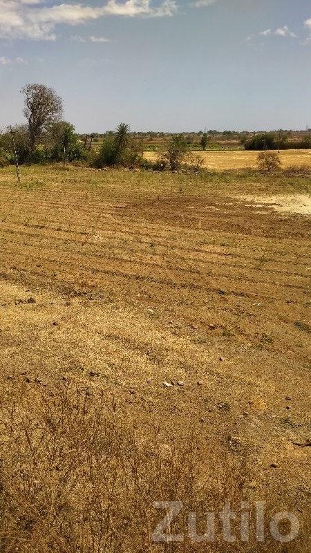 Visavadar Open Agricultural Land Plot - Land & Plots - Visavadar - Image 2