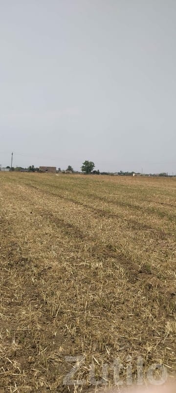Keshod Agricultural Land With Well - Land & Plots - Keshod - Image 3