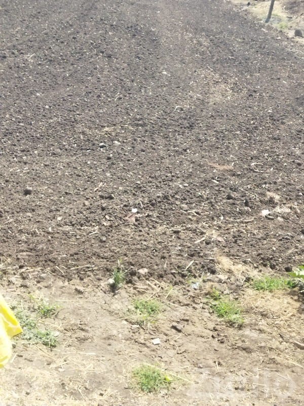 Fertile Agricultural Land on Lease, Keshod Fertile Agricultural Land on Lease, Keshod
