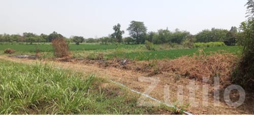 Fertile Agricultural Land in Songadh - Land & Plots - Songadh - Image 2
