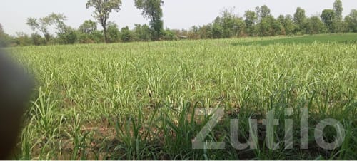 Fertile Agricultural Land in Songadh - Land & Plots - Songadh - Image 3