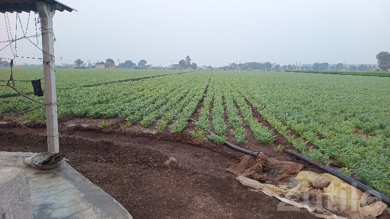 Agricultural Land with Shed at Keshod - Land & Plots - Keshod - Image 3