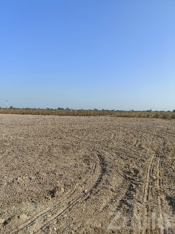 14.5 Vigha Open Agricultural Land - Land & Plots - Manavadar - Image 2