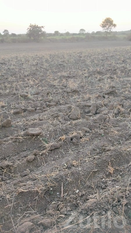 Visavadar Fertile Agricultural Land Plot - Land & Plots - Visavadar - Image 2