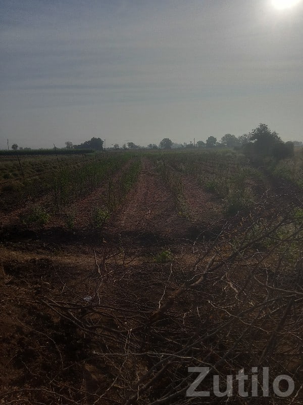 Fenced Agricultural Land in Manavadar - જમીન અને પ્લોટ - માણાવદર - Image 2