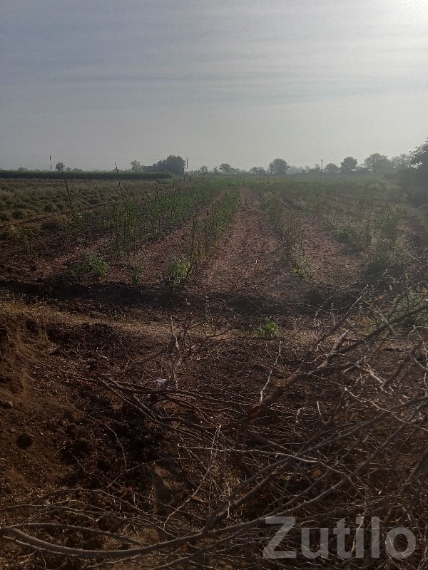 Fenced Agricultural Land in Manavadar - જમીન અને પ્લોટ - માણાવદર - Image 3