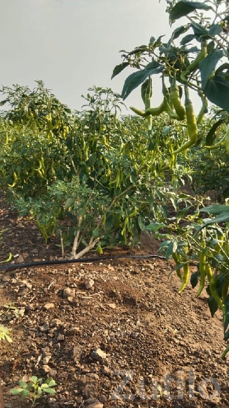 Fertile Agriculture Land with Chili Crop