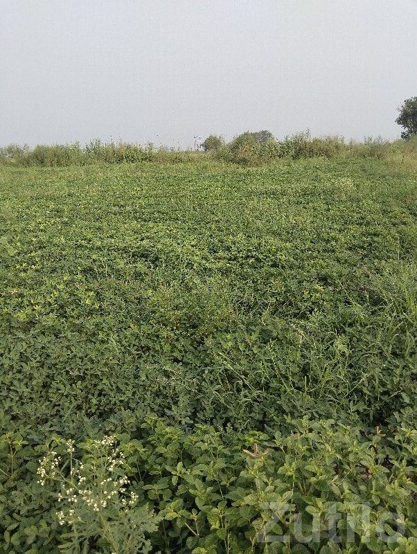 5 Vigha Fertile Green Farmland Plot 5 Vigha Fertile Green Farmland Plot