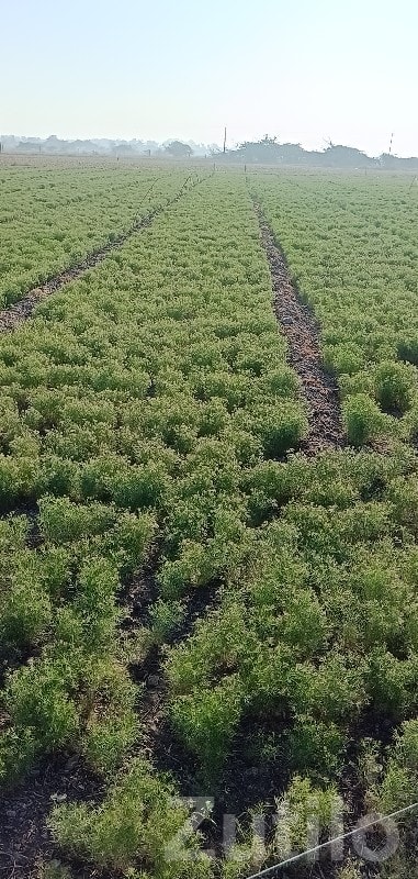 Fertile Agriculture Land in Bhanvad Fertile Agriculture Land in Bhanvad