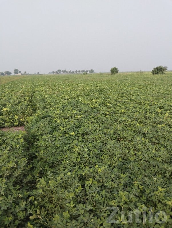 5 Vigha Fertile Green Farmland Plot - Land & Plots - Manavadar - Image 2
